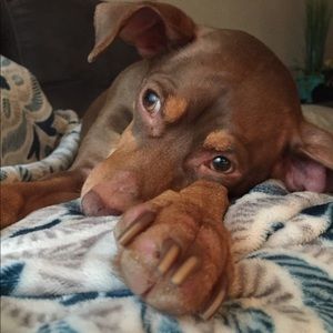 Meet your Posher, Alexia